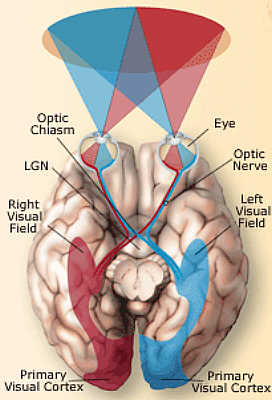 Anatomia Occhio ed il cervello Anatomia Occhio ed il cervello