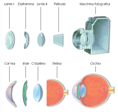 Anatomia Occhio come funziona Anatomia Occhio come funziona
